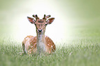lying Sika Deer