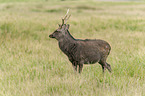 standing Sika Deer