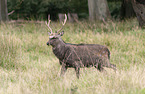 walking Sika Deer