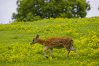 Sika deer