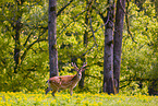 Sika deer