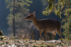 Sika hind in backlight