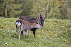 Sika deer