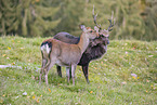 Sika deer