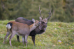 Sika deer