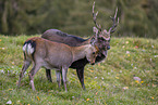Sika deer