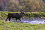 Sika deer