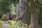Sika deer