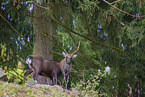 Sika deer