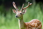 male Sika deer