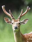 male Sika deer