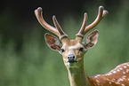 male Sika deer