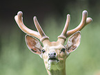 male Sika deer