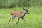 Sika calf