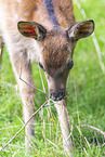 Sika calf