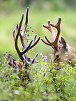 male Sika deer