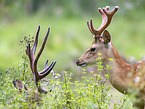 male Sika deer