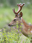 male Sika deer