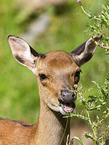 Sika hind