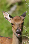 Sika hind