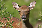 Sika hind
