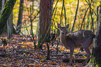 Sika deer