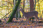 Sika deer