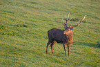 Sika deer