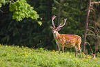 Sika deer