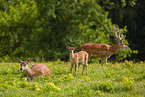 Sika deer