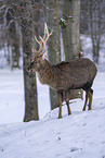 Sika deer