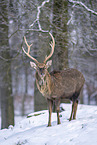 Sika Deer in snow