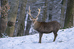 Sika Deer in snow