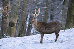 Sika Deer in snow