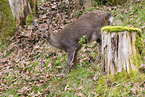 Sika deer