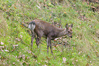Sika deer