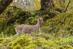 Sika deer