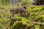Sika deer