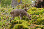 Sika deer