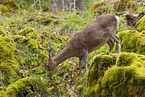 Sika deer