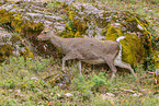 Sika deer