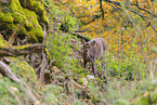 Sika deer
