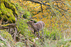 Sika deer