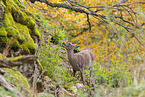 Sika deer