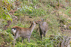 Sika deer