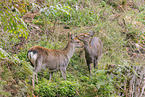 Sika deer