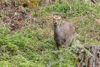 Sika deer