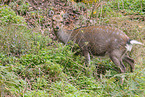 Sika deer