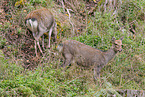 Sika deer