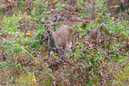 Sika deer